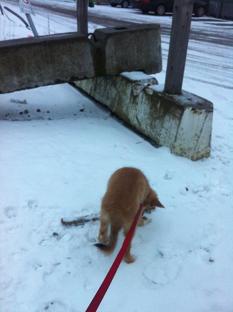 Islandsk fårehund Cika - Graaave graave graave :) .  billede 10