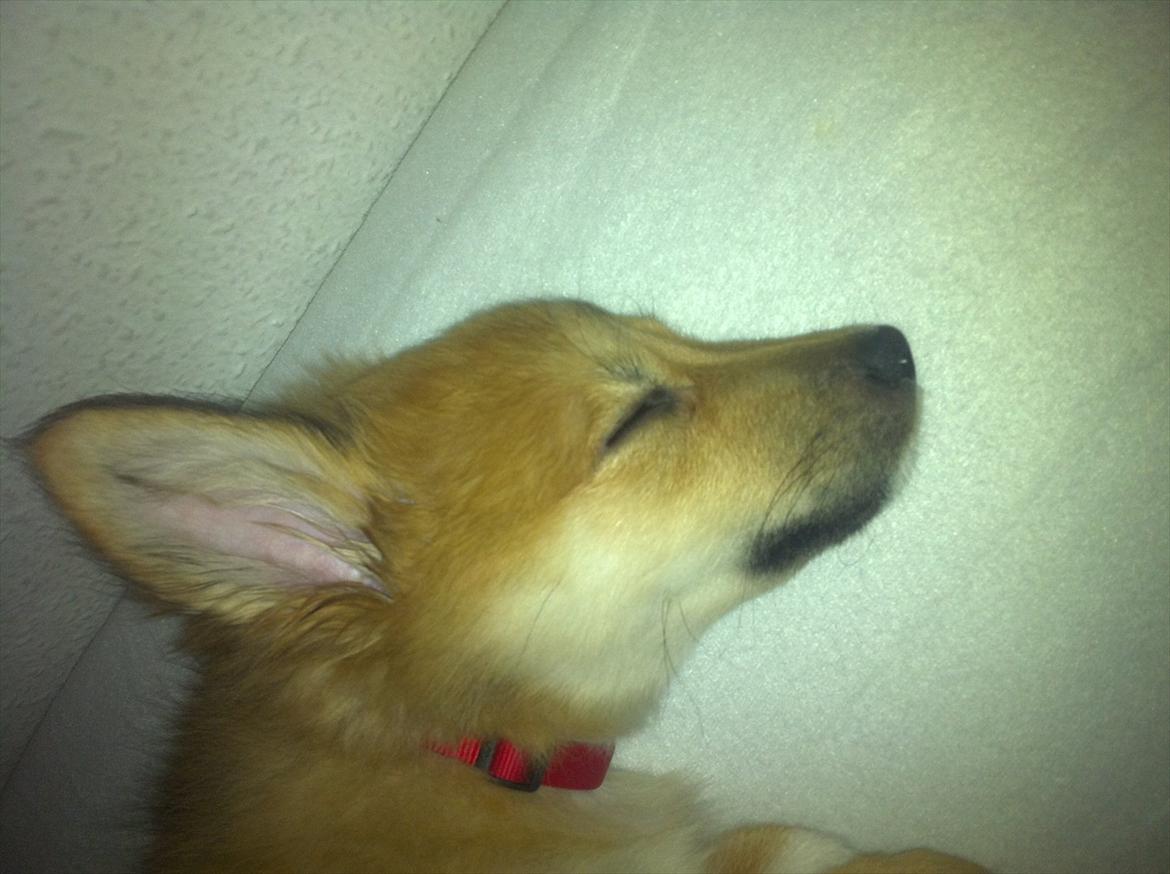 Islandsk fårehund Cika - Ogg sikken lang dag det har været. Dejligt med en lille lur inden maden :) billede 11