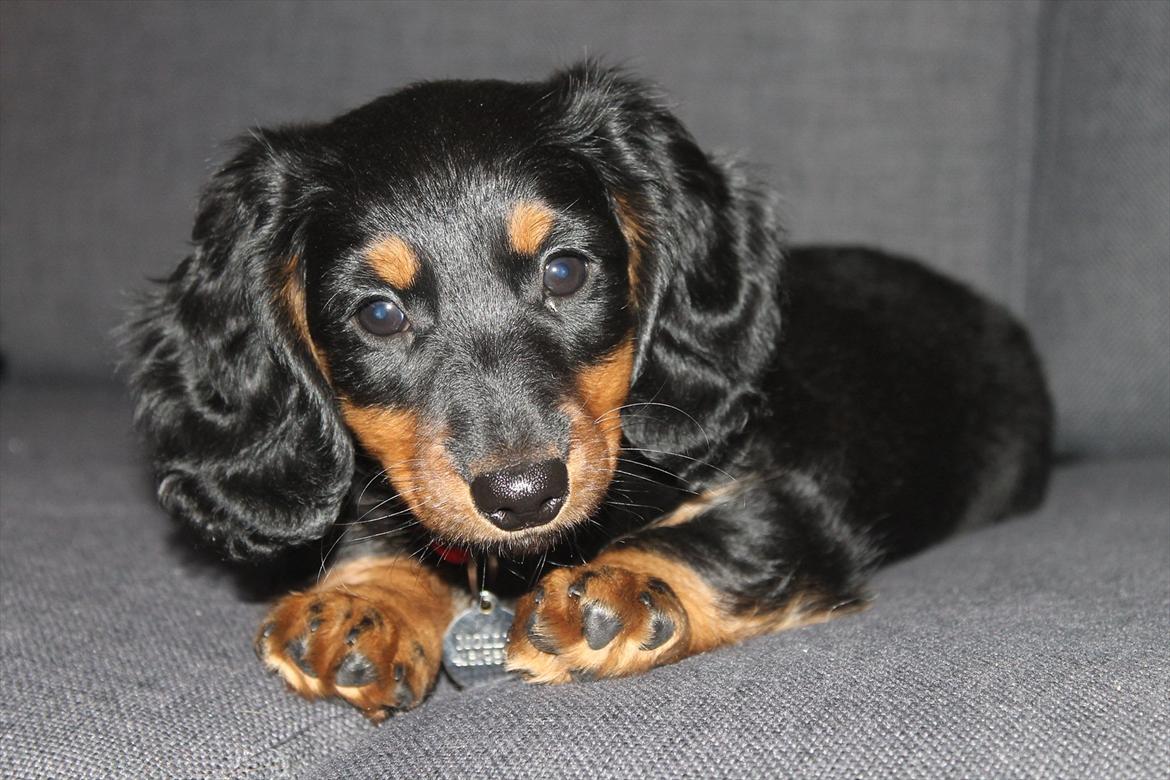 Dværggravhund Molly billede 3