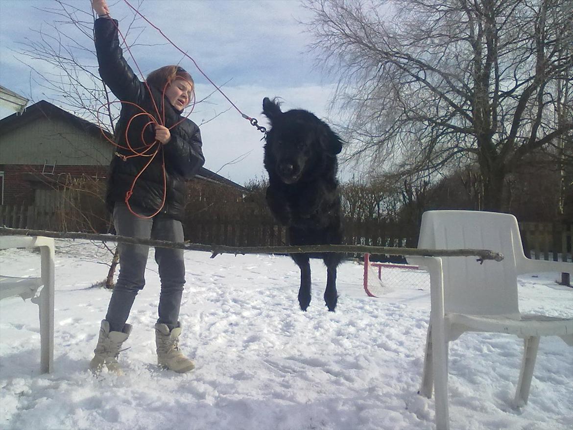 Flat coated retriever Frida billede 9