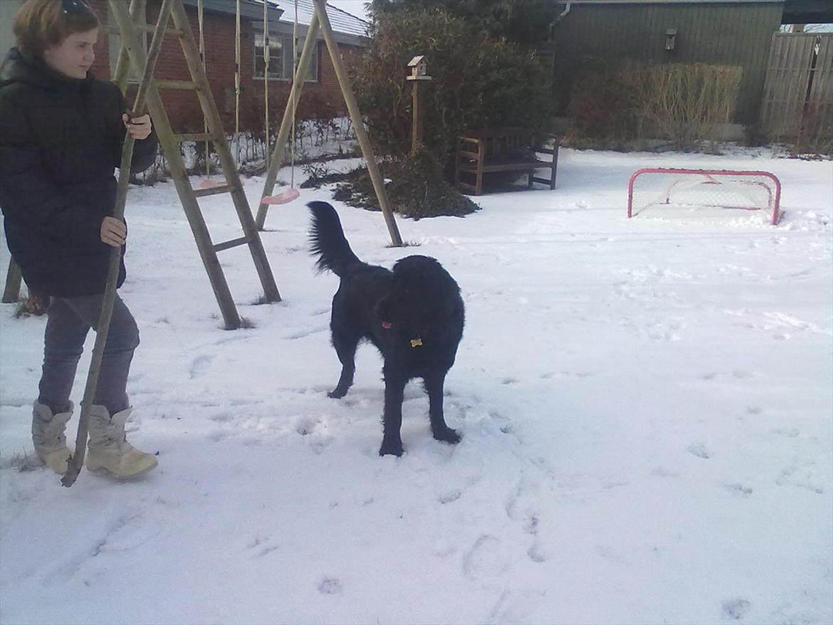 Flat coated retriever Frida billede 5