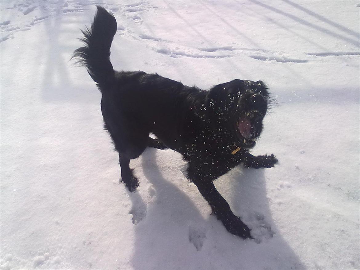 Flat coated retriever Frida billede 10