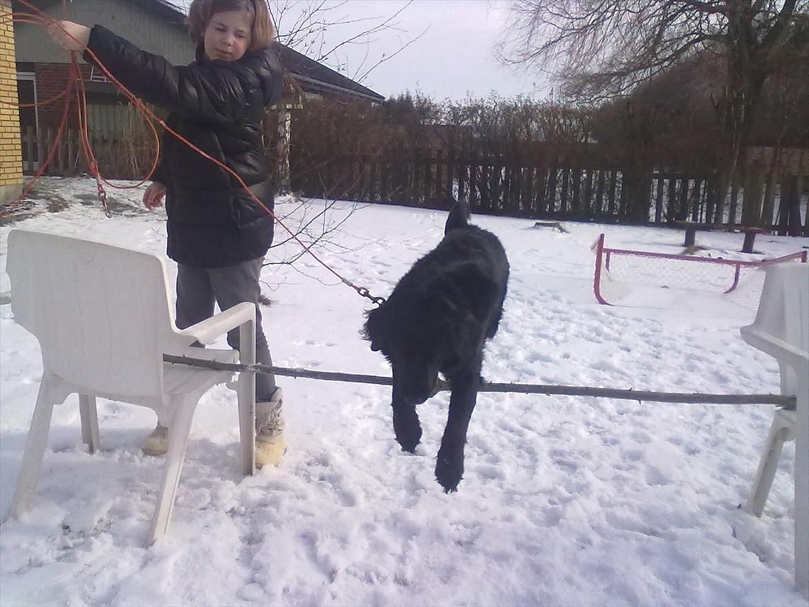 Flat coated retriever Frida billede 1