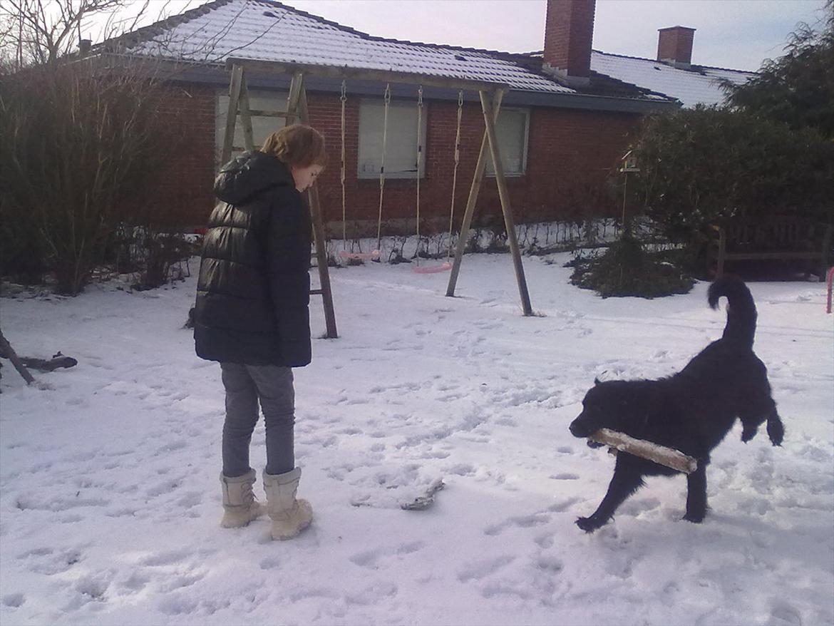 Flat coated retriever Frida billede 7