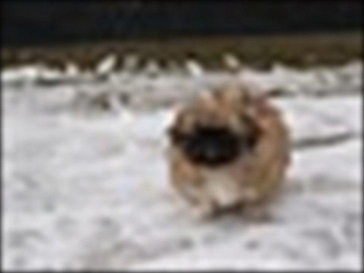 Pekingeser Novaki - Lidt før jeg rejste hjemmefra.. billede 2