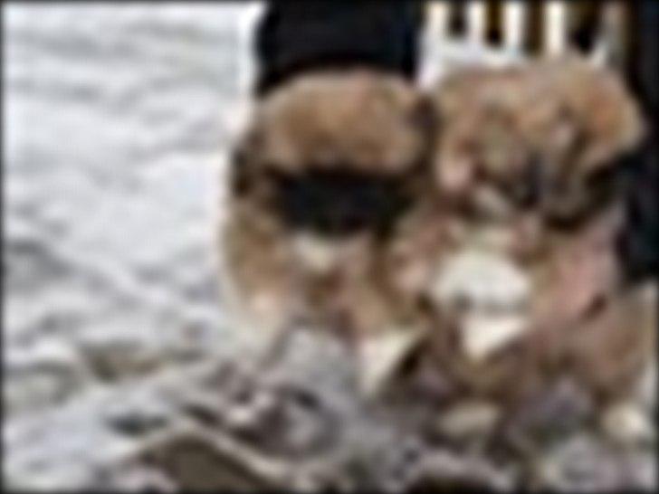 Pekingeser Novaki - Min bror til højre og jeg til venstre.. billede 3