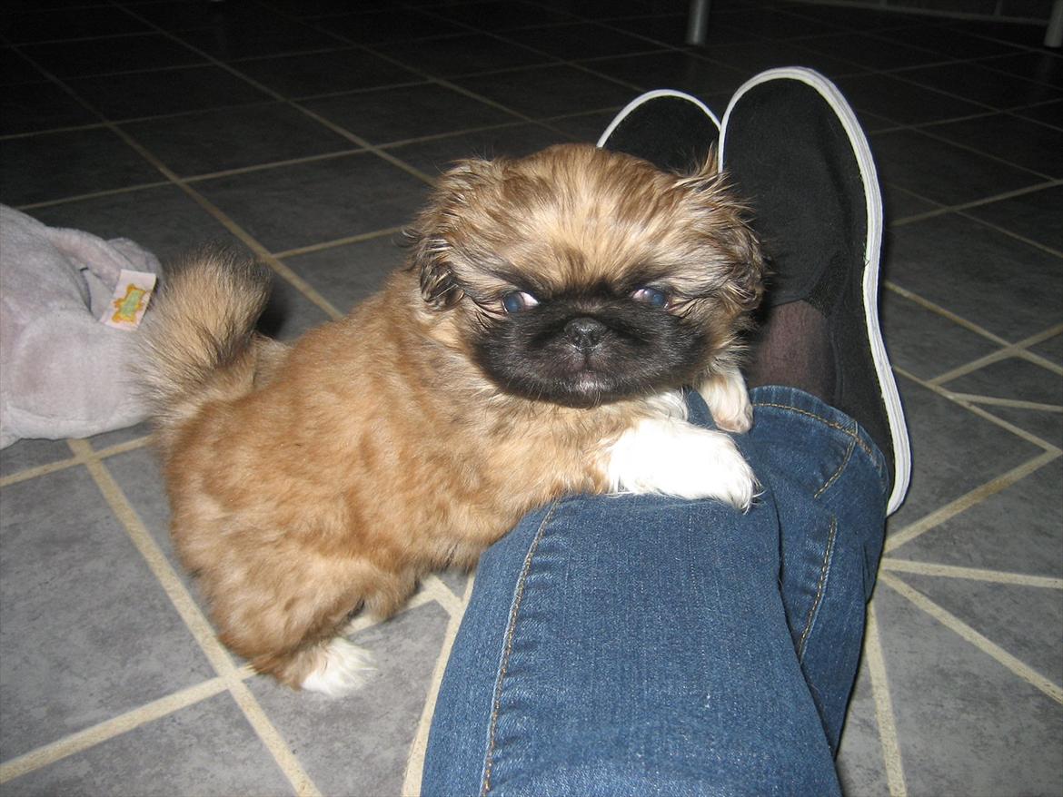 Pekingeser Novaki - 6 uger billede 4