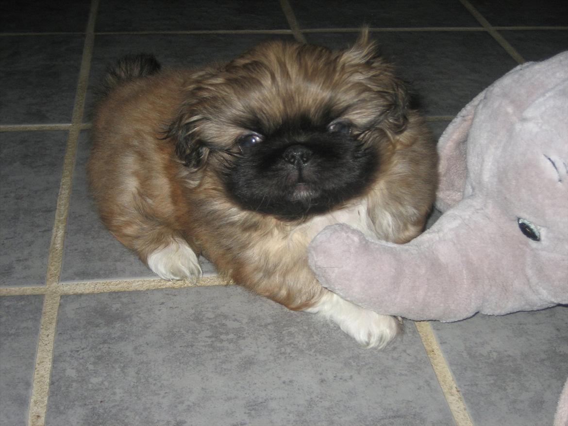 Pekingeser Novaki - her er jeg 6 uger.. billede 5