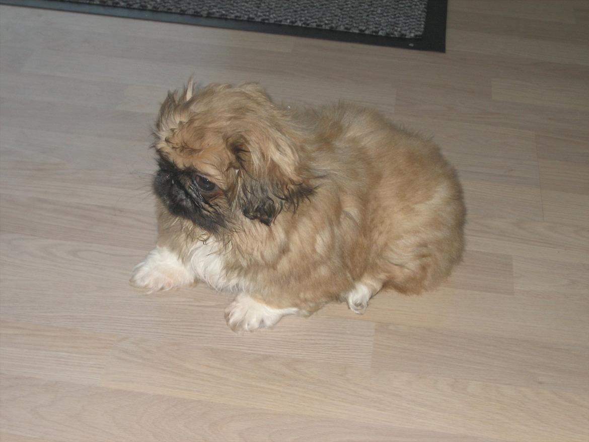 Pekingeser Novaki billede 6
