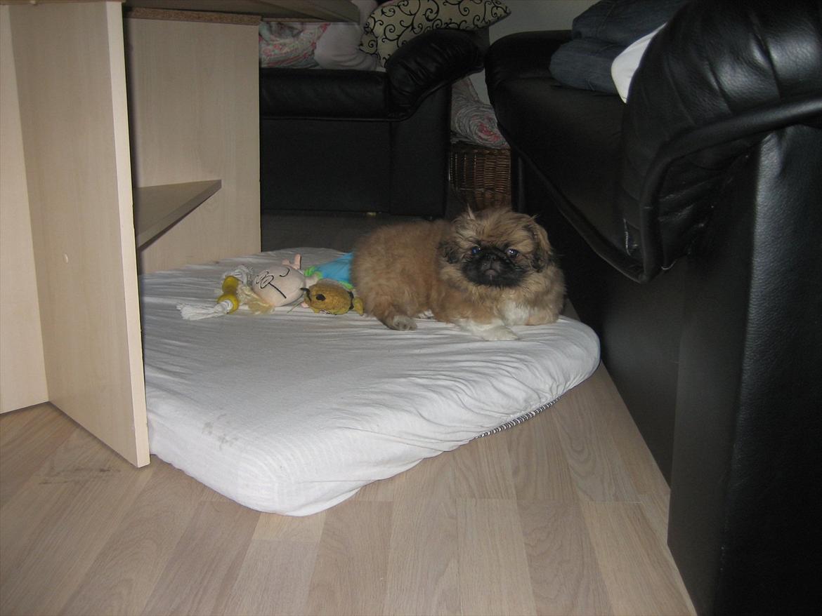 Pekingeser Novaki - Hviler mig lige lidt.. billede 7