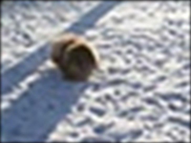 Pekingeser Novaki -  Far Orlando billede 8