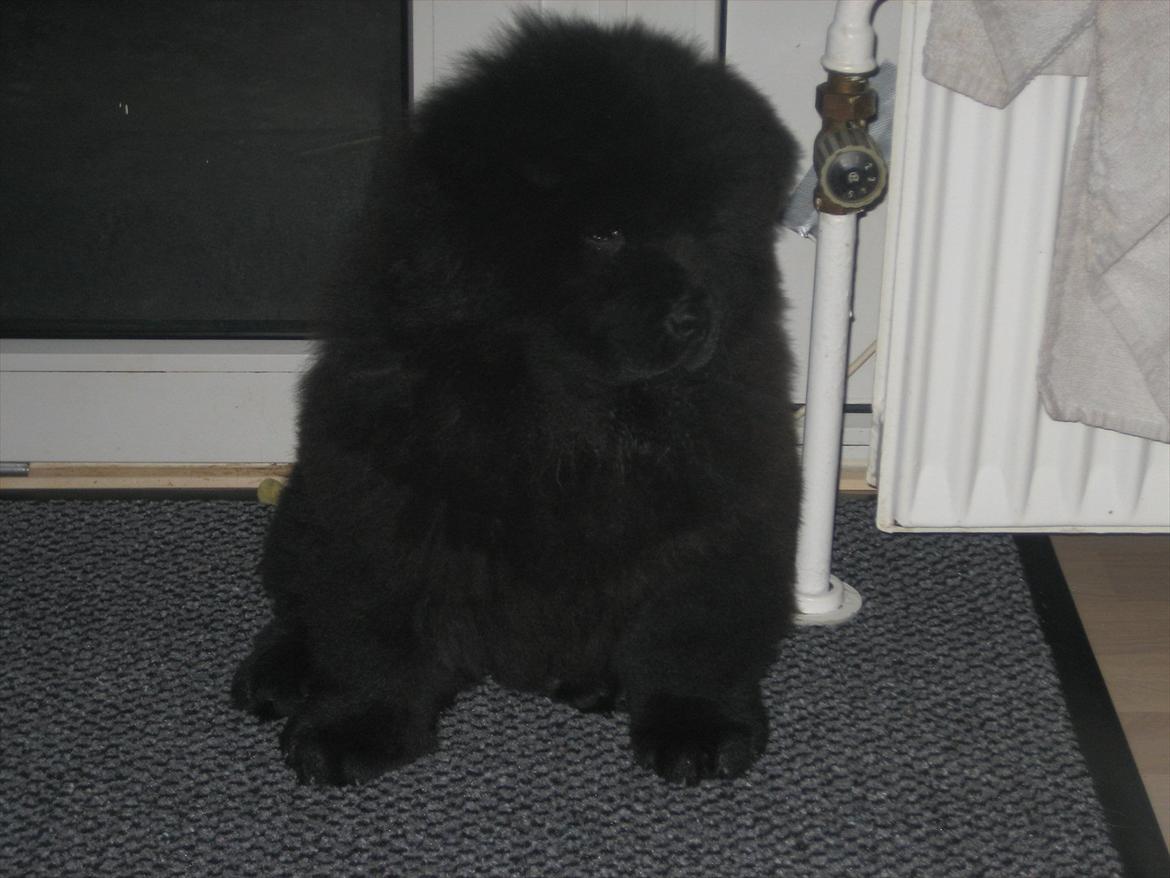 Chow chow Xiva billede 2