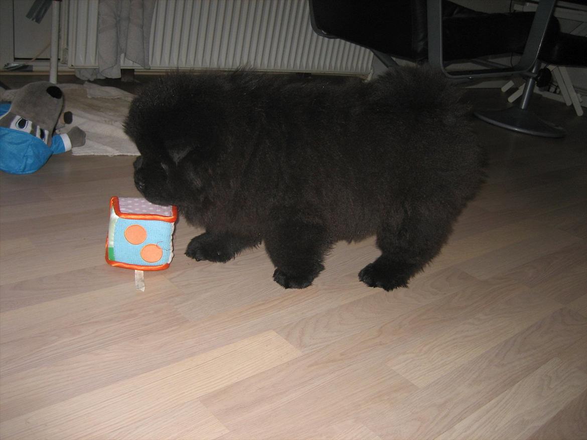 Chow chow Xiva billede 3