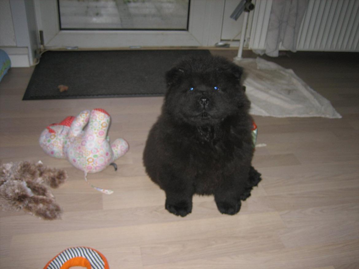 Chow chow Xiva - Er jeg ik sød.. billede 4