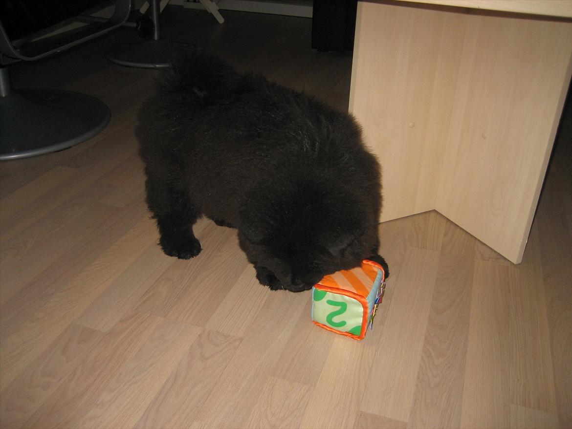 Chow chow Xiva billede 5