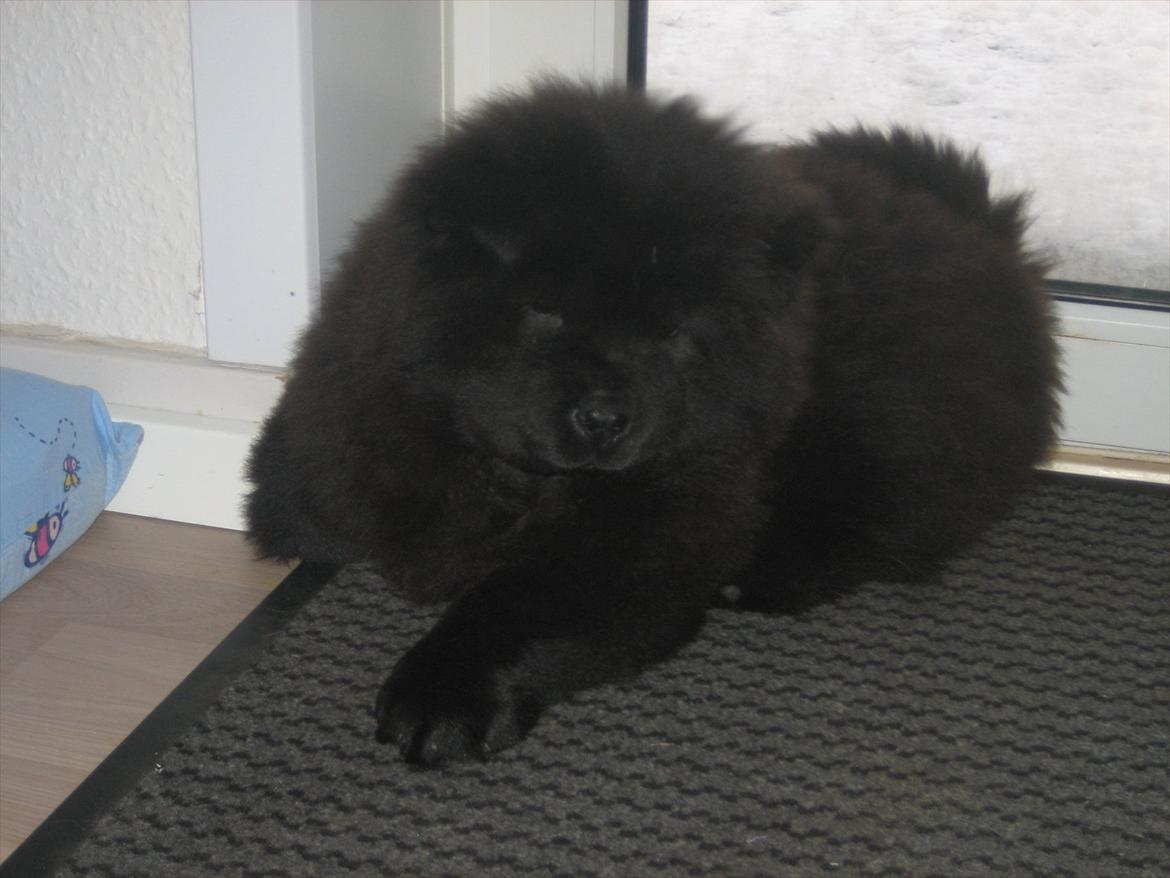 Chow chow Xiva billede 6