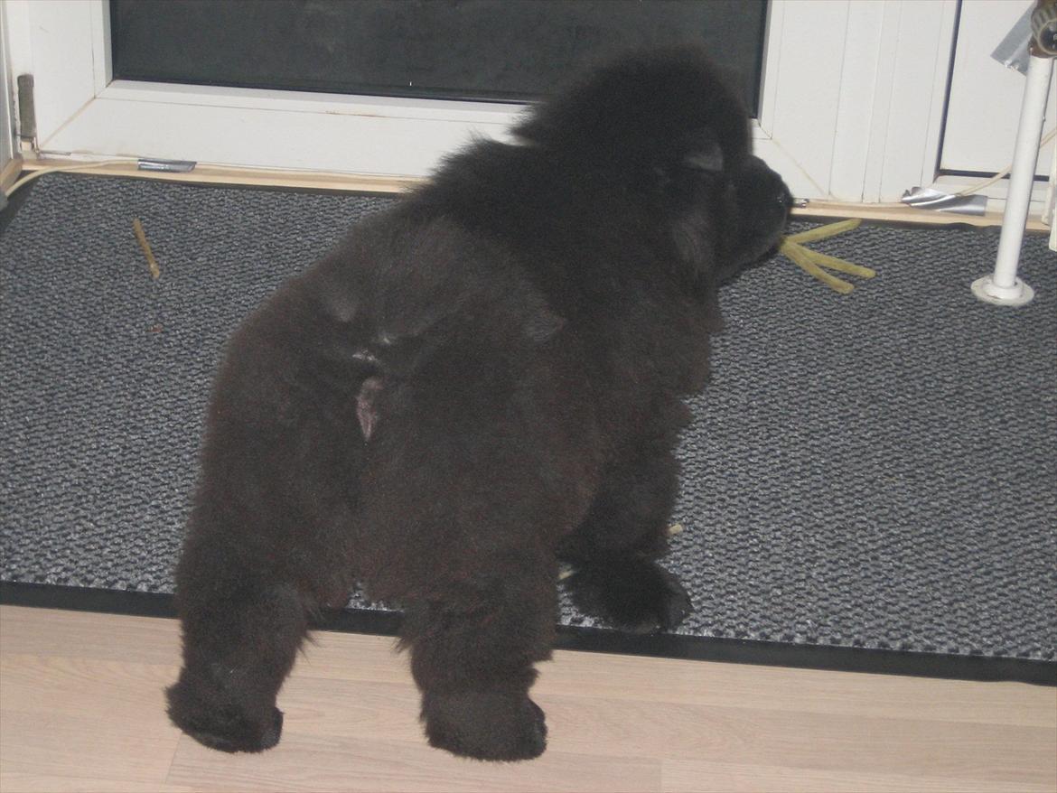 Chow chow Xiva billede 7