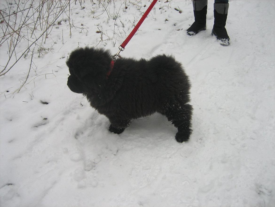 Chow chow Xiva - Elsker at gå tur i sneen.. billede 8