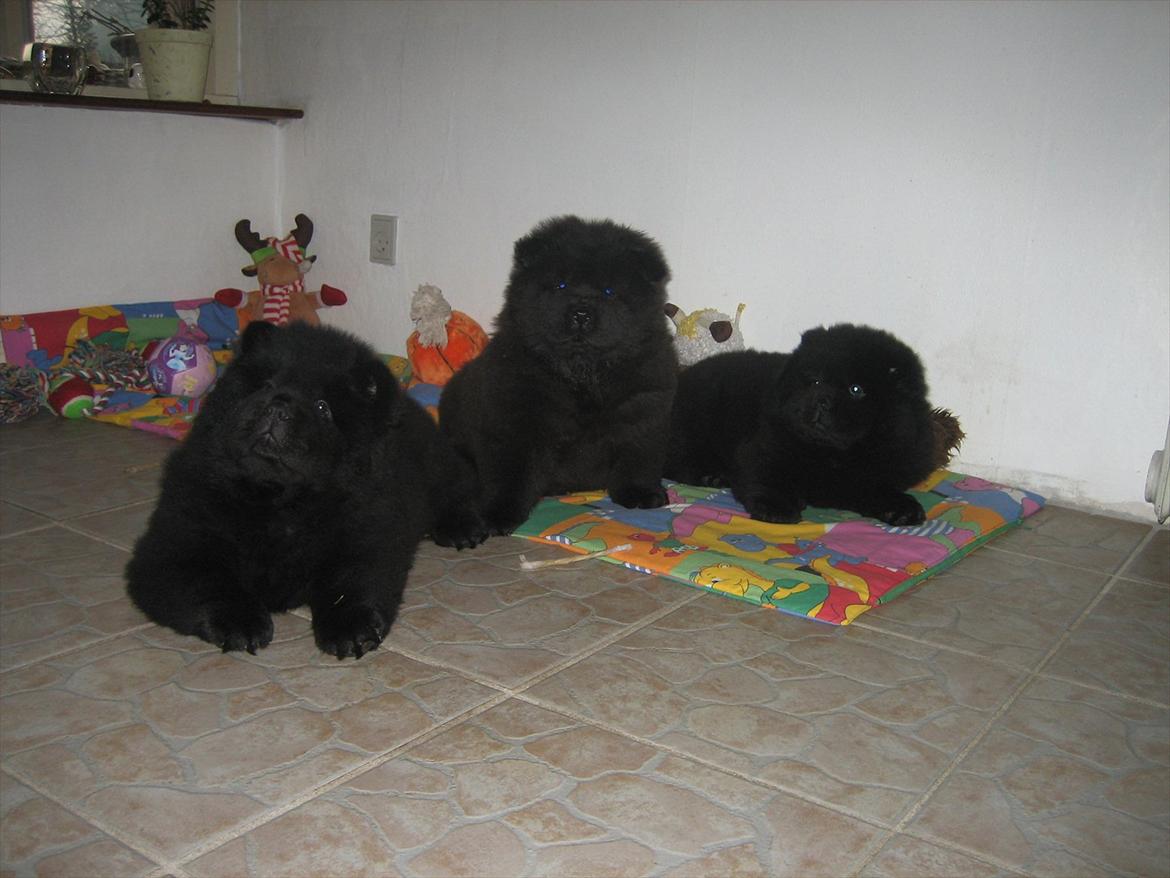 Chow chow Xiva - Mine dejlige veninder og jeg..vi er næsten lige gamle.. billede 9