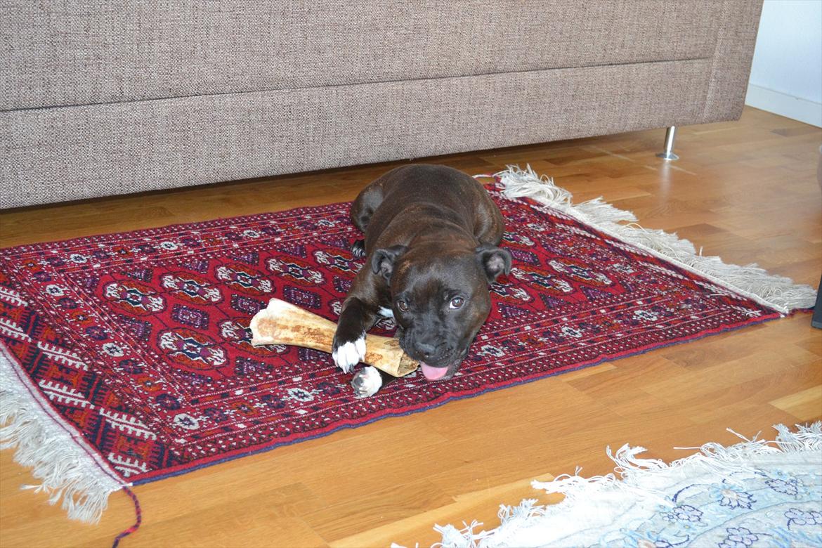 Staffordshire bull terrier Chili - Chili i stuen d. 9/2-2012 billede 5