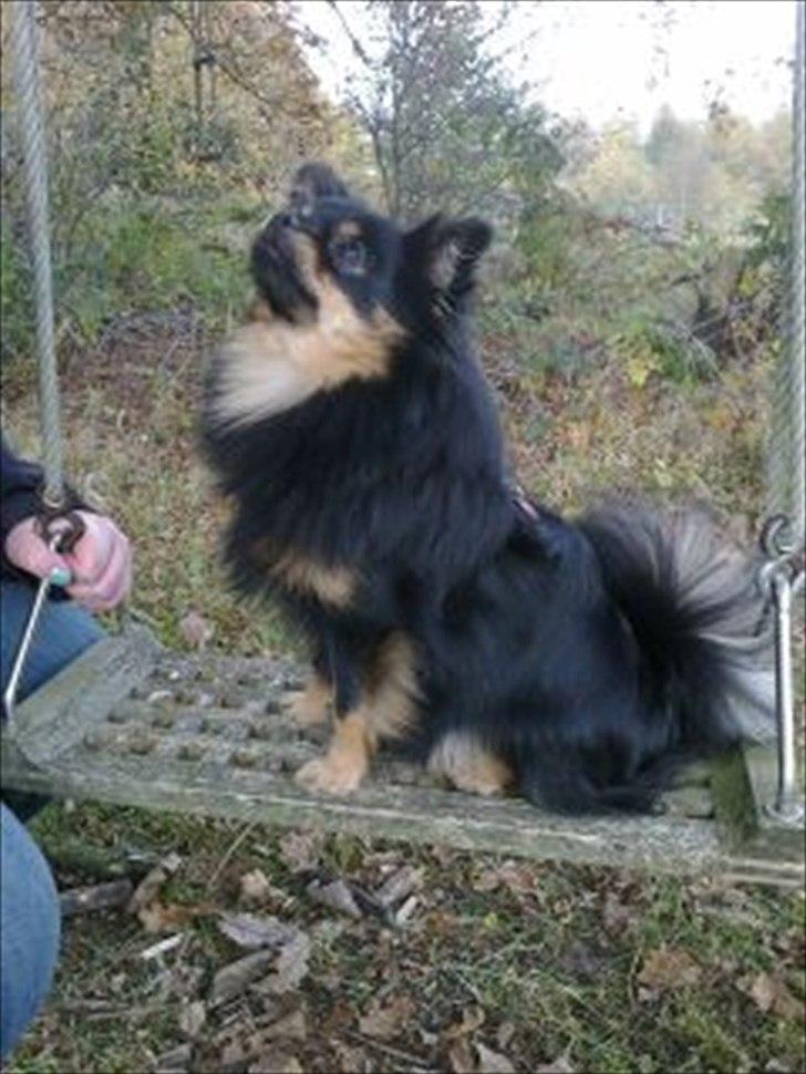 Blanding af racer Emma billede 11