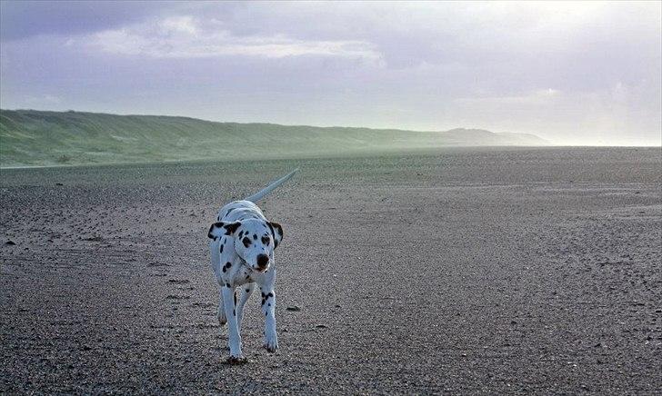 Dalmatiner Meizy - Fuld fart på stranden ! billede 15