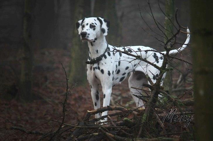 Dalmatiner Meizy - Smuk pige ! billede 1