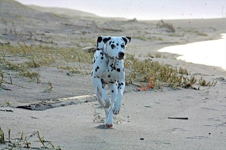 Dalmatiner Meizy billede 16