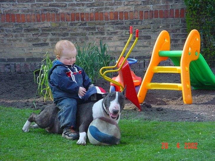 Bullterrier Big dogs dont cry  - kaldt Arnold billede 1