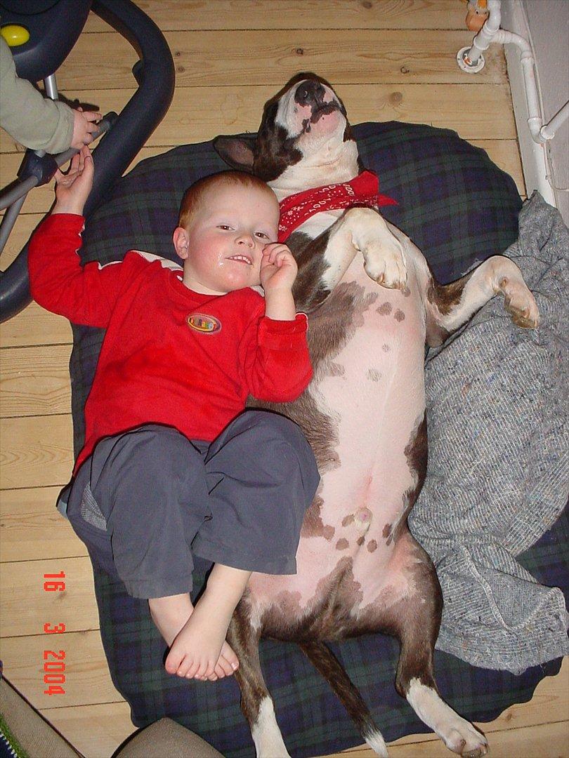 Bullterrier Big dogs dont cry  - kaldt Arnold billede 2