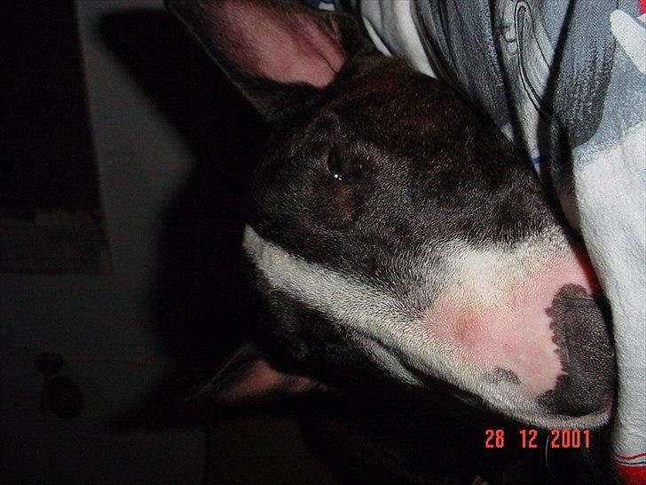 Bullterrier Big dogs dont cry  - kaldt Arnold billede 3