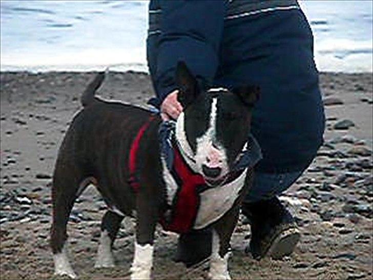 Bullterrier Big dogs dont cry  - kaldt Arnold billede 4