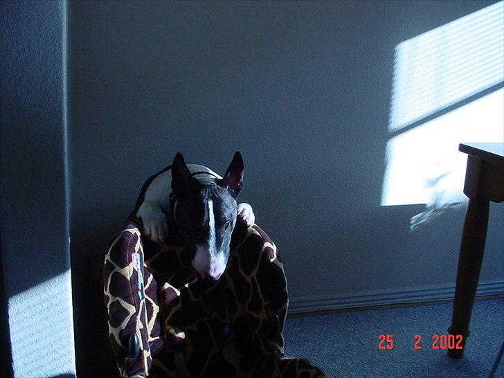 Bullterrier Big dogs dont cry  - kaldt Arnold billede 5