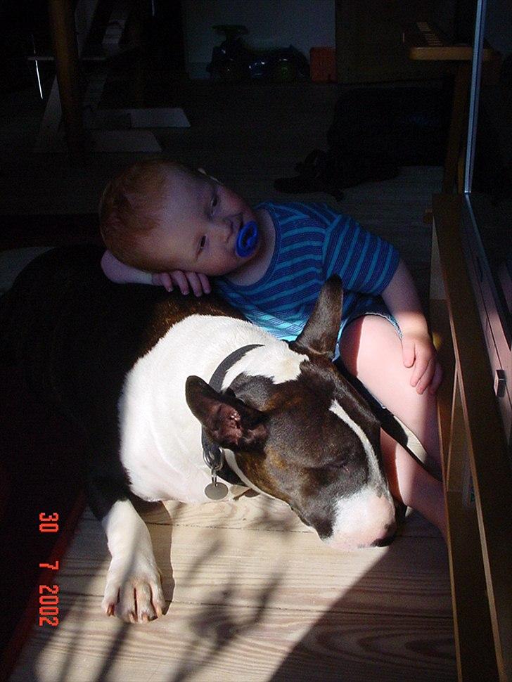 Bullterrier Big dogs dont cry  - kaldt Arnold billede 7