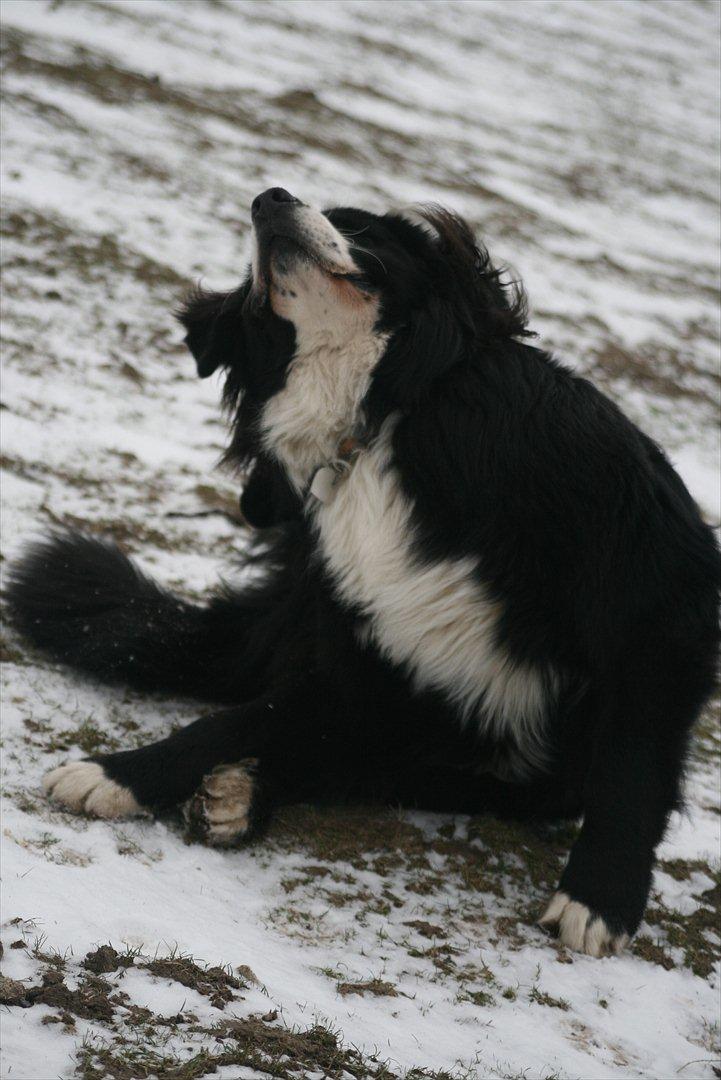 Blanding af racer || Walter || billede 12