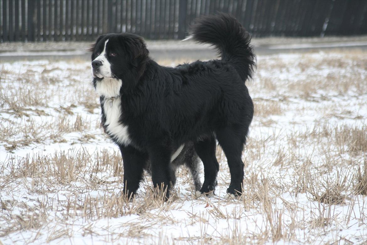 Blanding af racer || Walter || billede 13