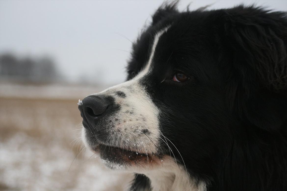 Blanding af racer || Walter || billede 14