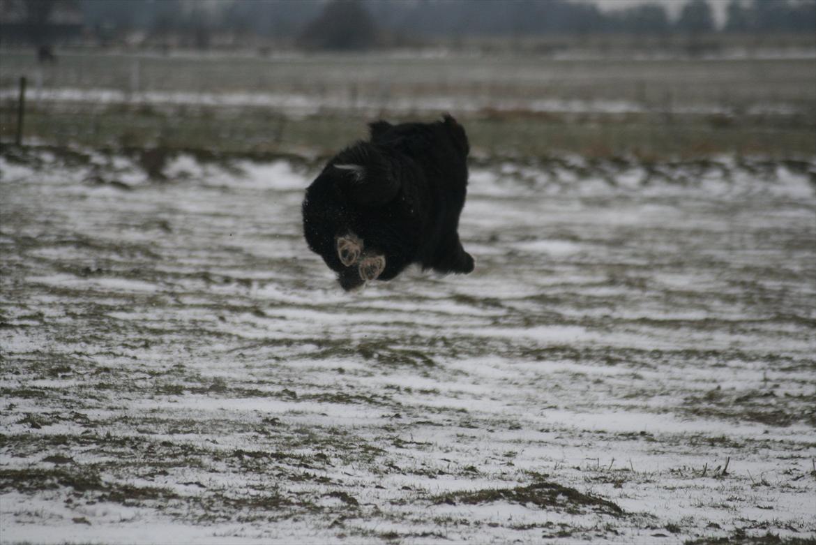 Blanding af racer || Walter || billede 15