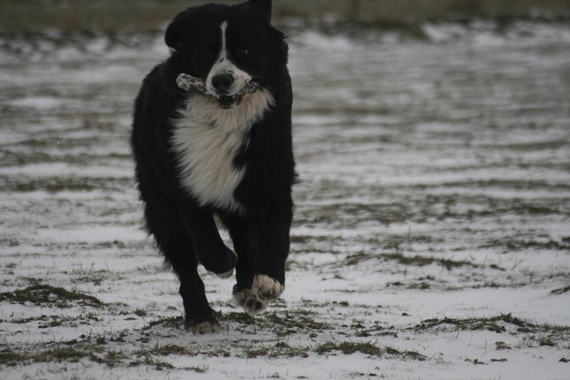 Blanding af racer || Walter || billede 16