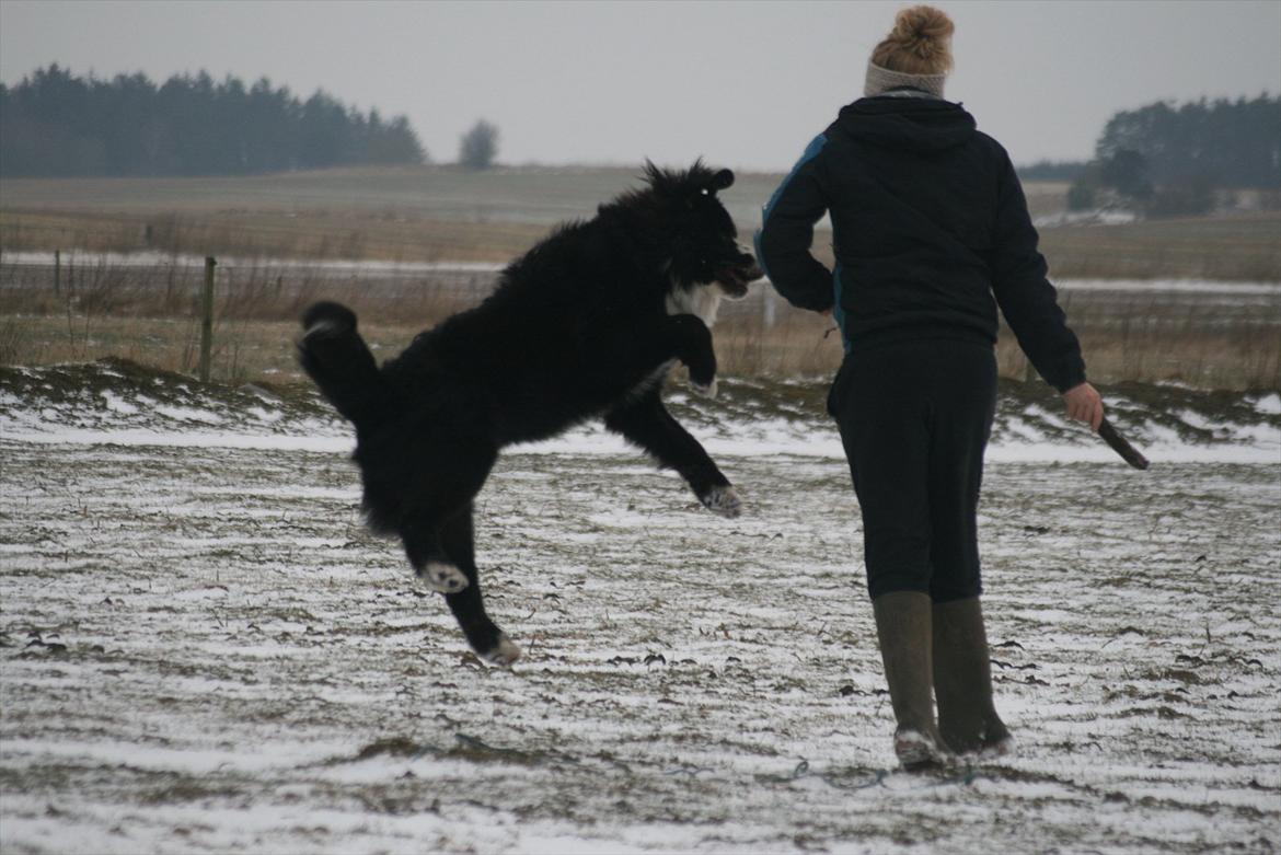 Blanding af racer || Walter || billede 17