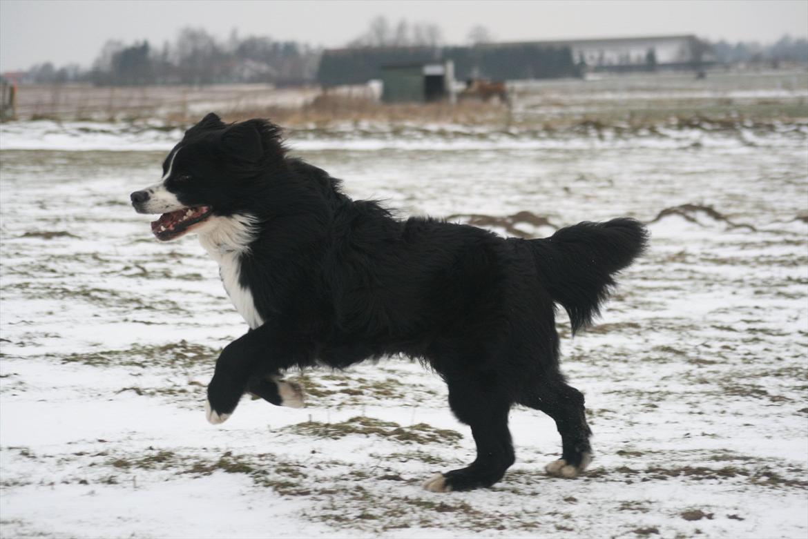 Blanding af racer || Walter || billede 18