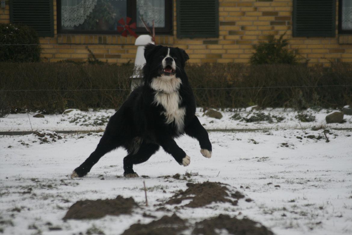 Blanding af racer || Walter || billede 19