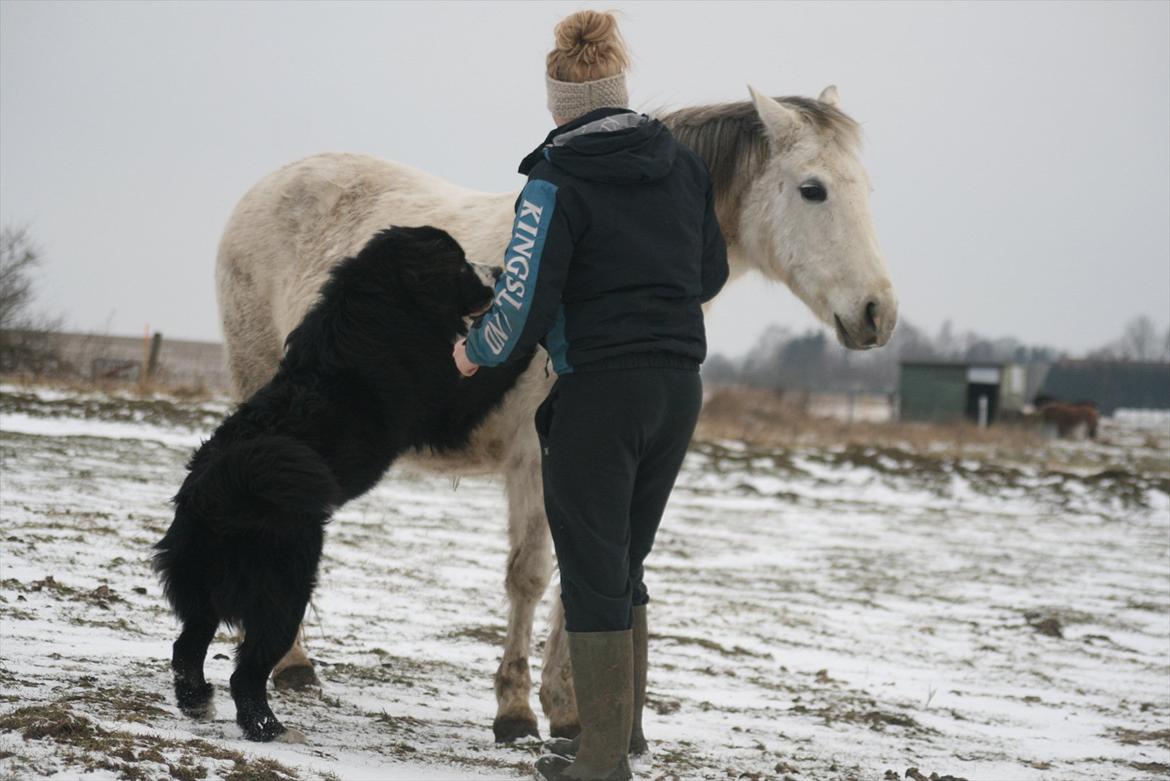 Blanding af racer || Walter || billede 20