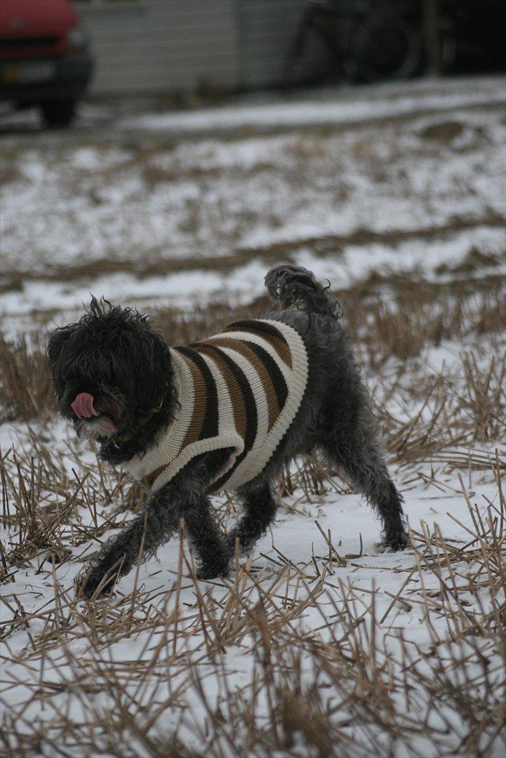 Blanding af racer Marta billede 11