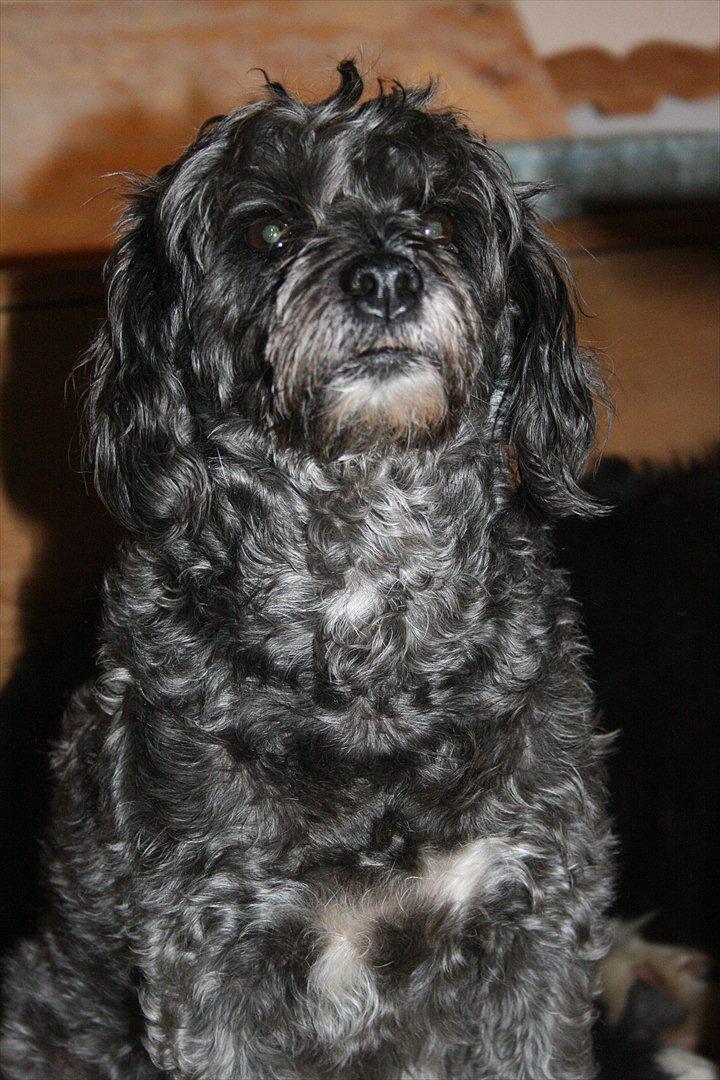 Blanding af racer Marta billede 12