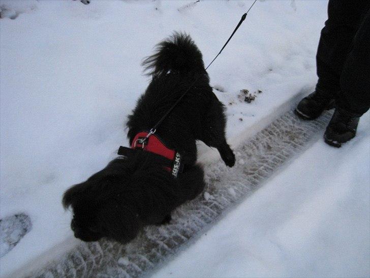 Pekingeser Milas (Elvis) - Milas med i Sverige, hvor han ser sne for første gang. billede 10