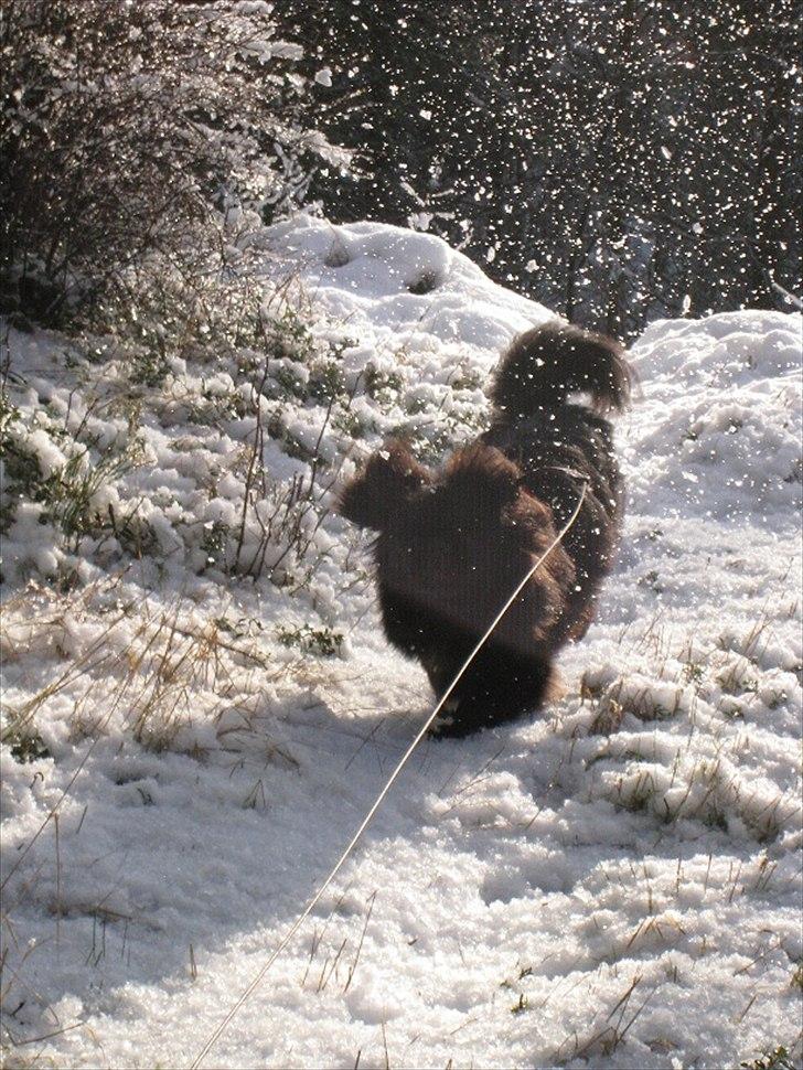 Pekingeser Milas (Elvis) - Fuld fart på Milas i Sverige. billede 11