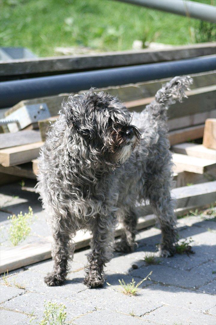 Blanding af racer Marta billede 14