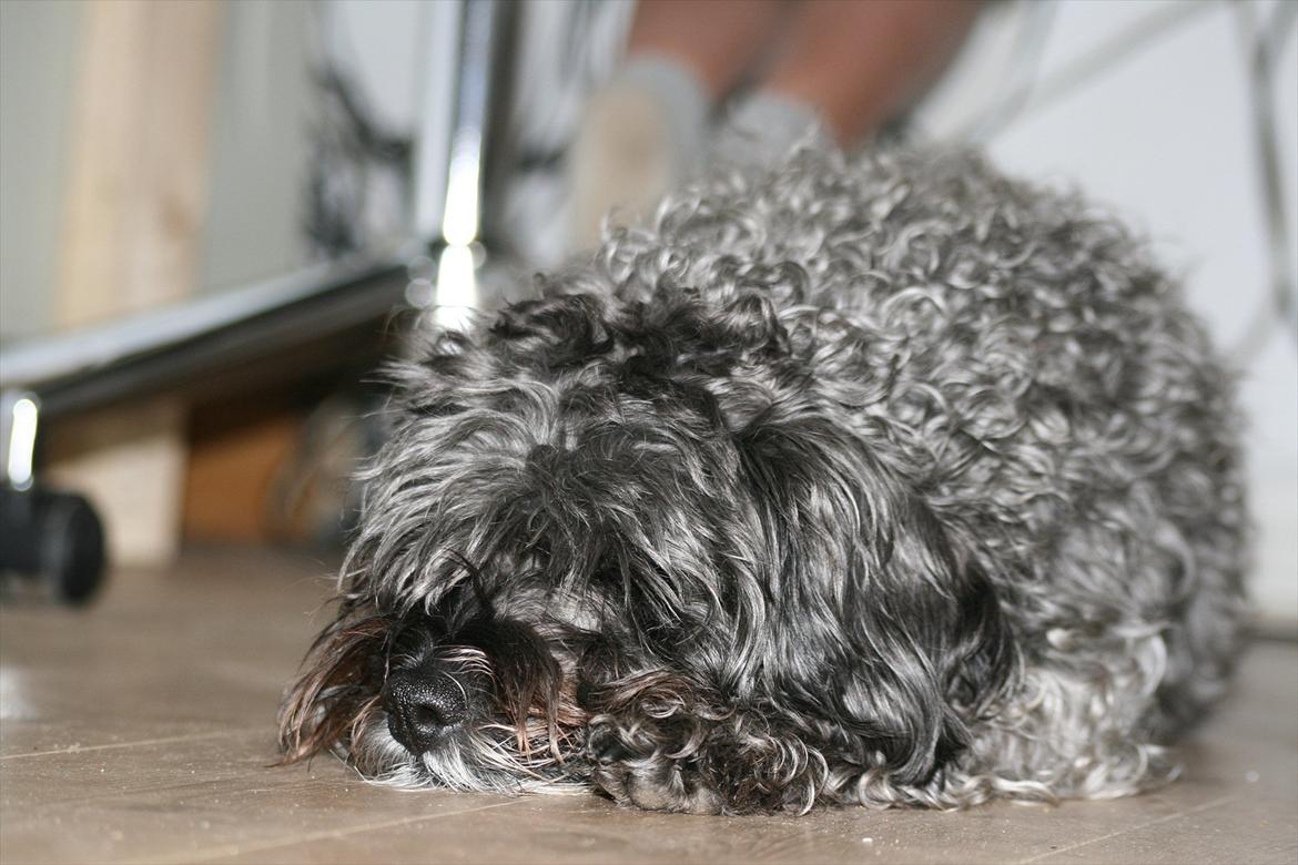 Blanding af racer Marta billede 15