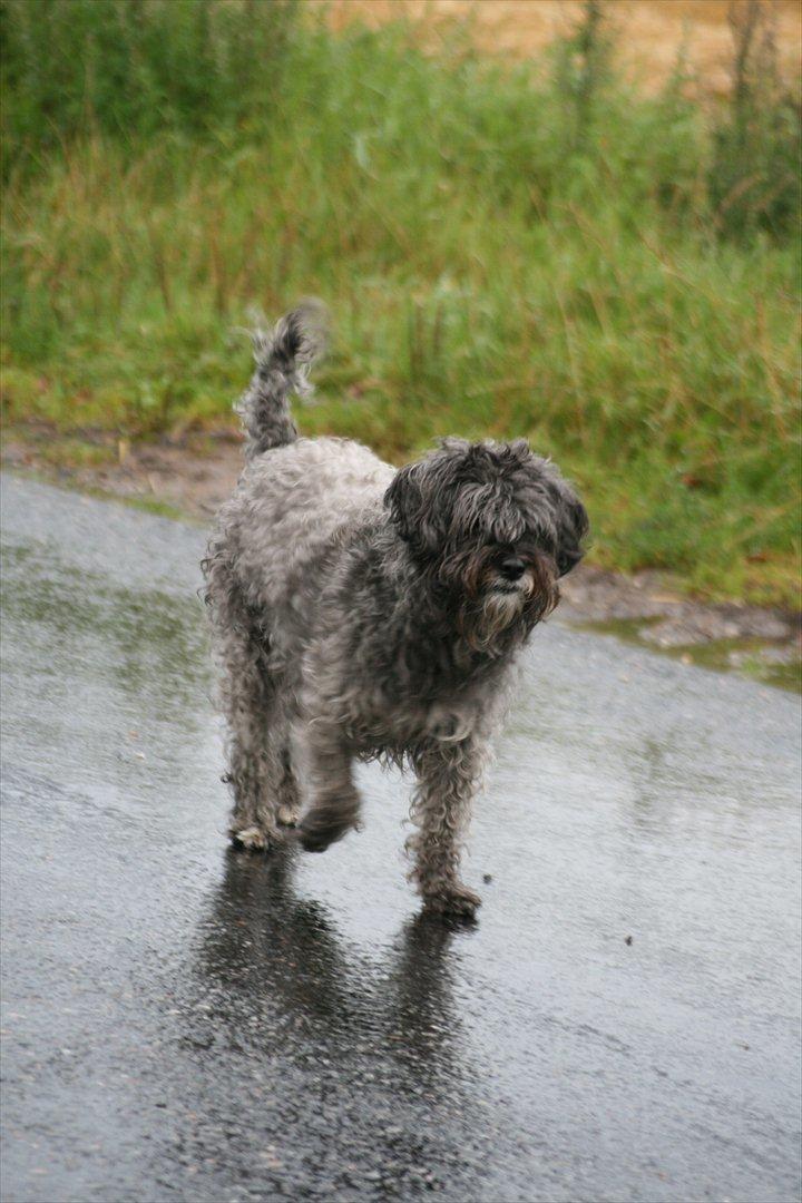 Blanding af racer Marta billede 16